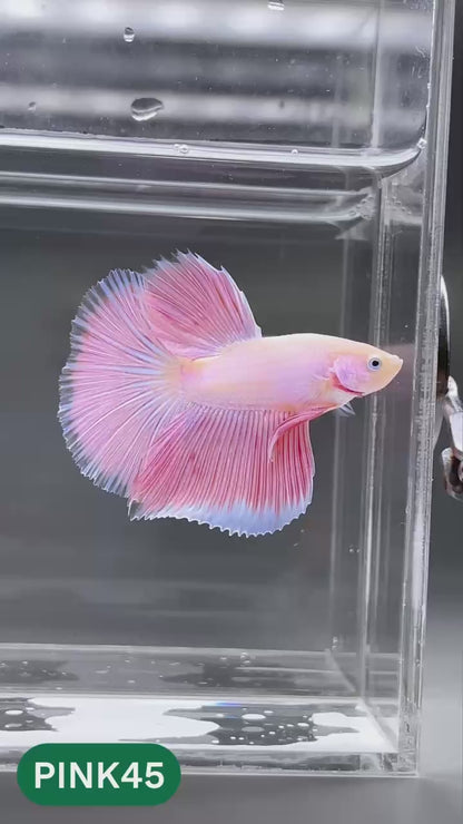 Pink Halfmoon Male Betta Fish | You Pick Fish | Order Directly From Farm