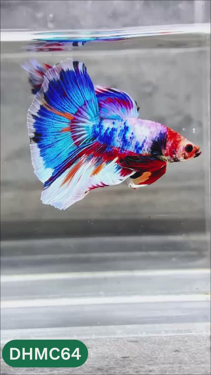 Multicolor Halfmoon Male Betta Fish | Order Directly From Farm | You Pick Fish