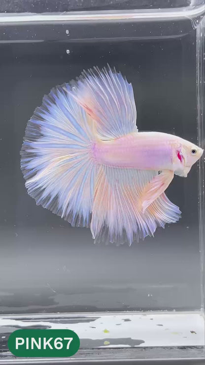 Pink Halfmoon Male Betta Fish | You Pick Fish | Order Directly From Farm