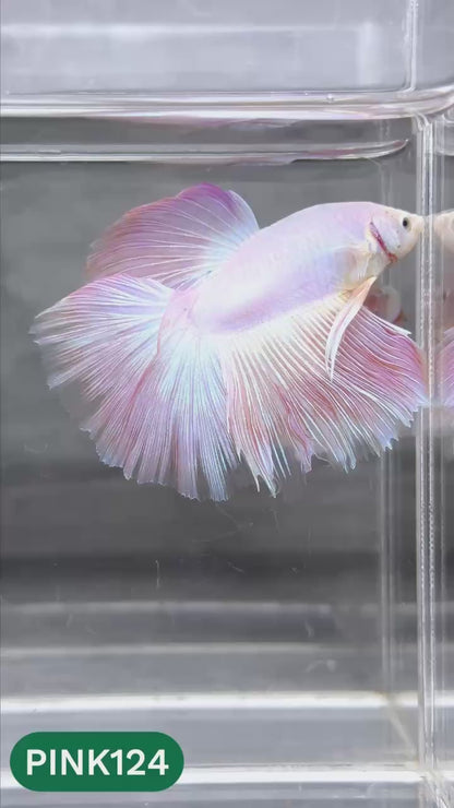 Pink Halfmoon Male Betta Fish | You Pick Fish | Order Directly From Farm