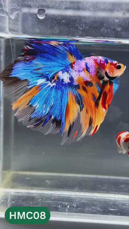 Multicolor Halfmoon Male Betta Fish | High Grade | Order Directly From Farm |  You Pick Fish |