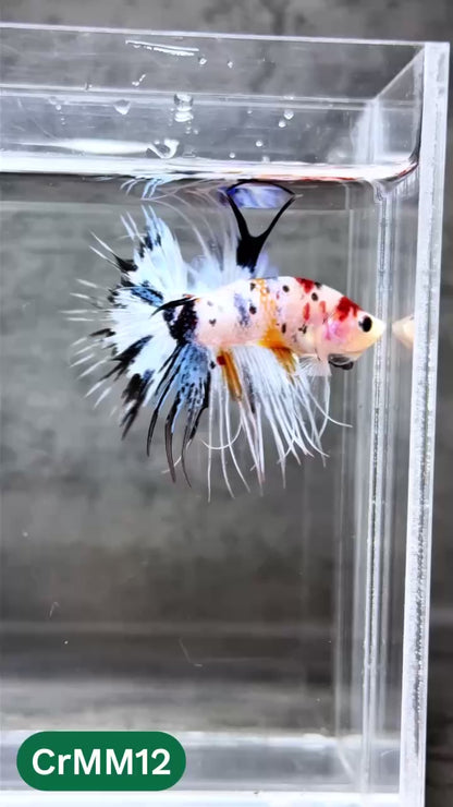 Crowntail Multicolor Male Betta Fish | High Grade | You Pick Fish |