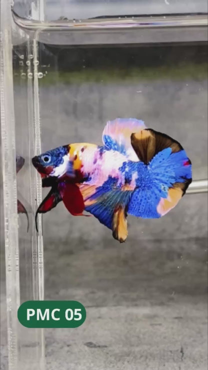 Multicolor Plakat Male Betta Fish |Show Grade|  You Pick Fish