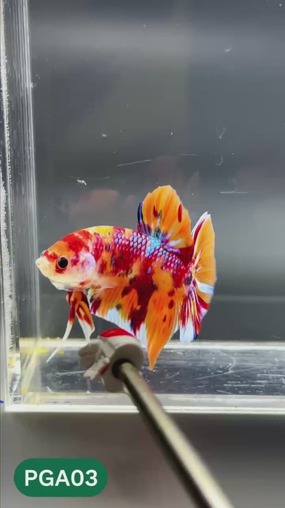 King Giant Plakat Male Betta Fish | You Pick Fish | High Grade