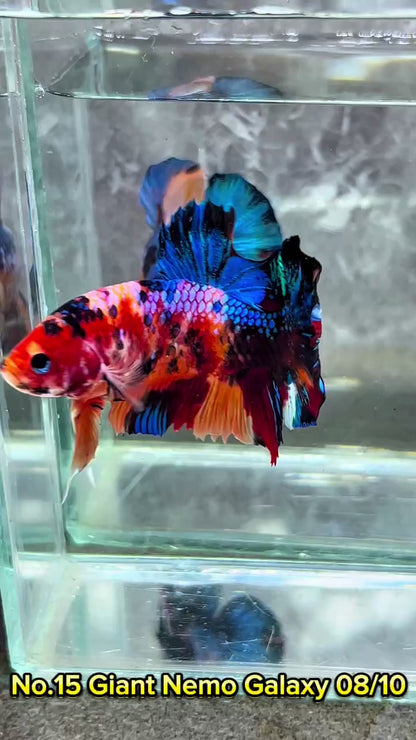 King Giant Plakat Male Betta Fish | You Pick Fish | High Grade