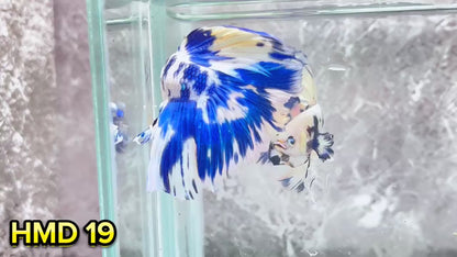 Blue Marble Dot Halfmoon Male Betta Fish | Order Directly From Farm | You Pick Fish