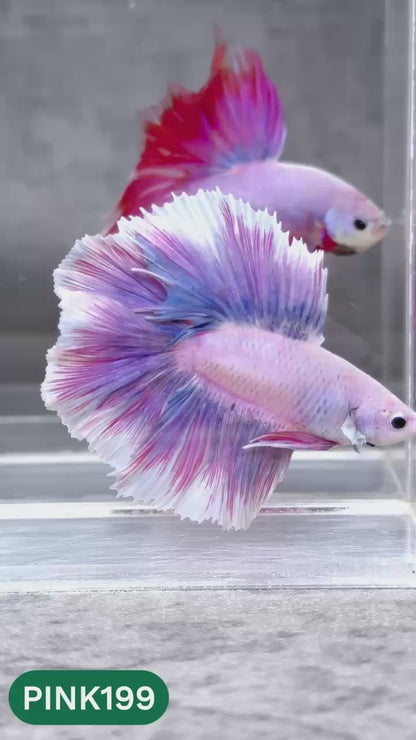 Pink Halfmoon Male Betta Fish | You Pick Fish | Order Directly From Farm