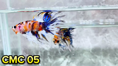 Crowntail Multicolor Male Betta Fish | High Grade | You Pick Fish |