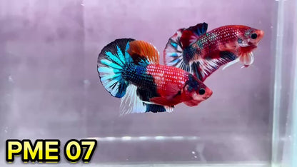 Metallic Plakat Betta Fish | You Pick Betta | Show Grade