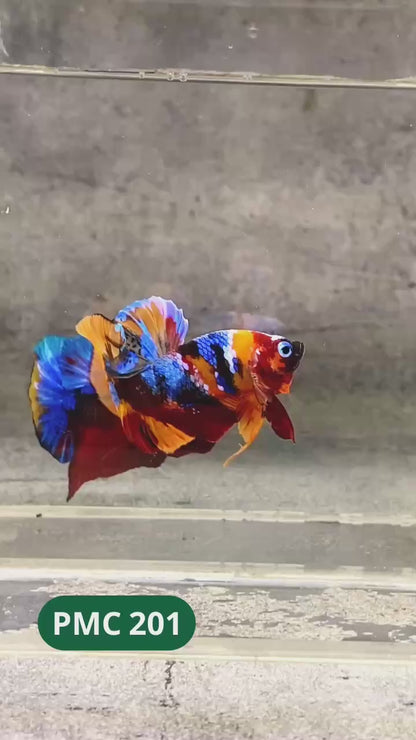 Multicolor Plakat Male Betta Fish |Show Grade|  You Pick Fish