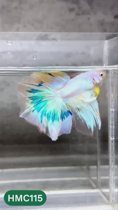 Multicolor Halfmoon Male Betta Fish | High Grade | Order Directly From Farm |  You Pick Fish |