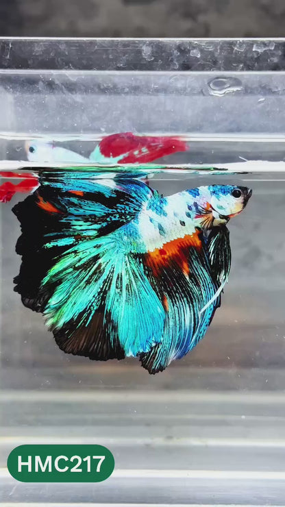 Multicolor Halfmoon Male Betta Fish | Order Directly From Farm | You Pick Fish