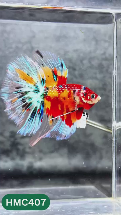 Multicolor Halfmoon Male Betta Fish | High Grade | Order Directly From Farm |  You Pick Fish |
