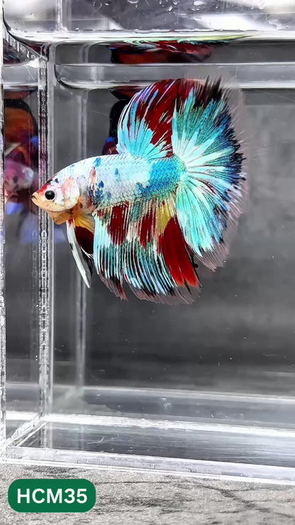 Multicolor Halfmoon Male Betta Fish | High Grade | Order Directly From Farm |  You Pick Fish |