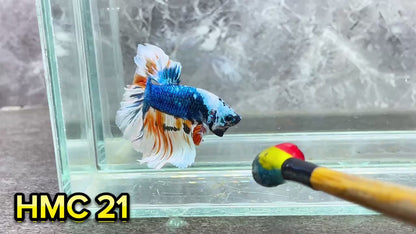 Multicolor Halfmoon Male Betta Fish | High Grade | Order Directly From Farm|  You Pick Fish |