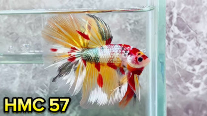 Multicolor Halfmoon Male Betta Fish | High Grade | Order Directly From Farm|  You Pick Fish |