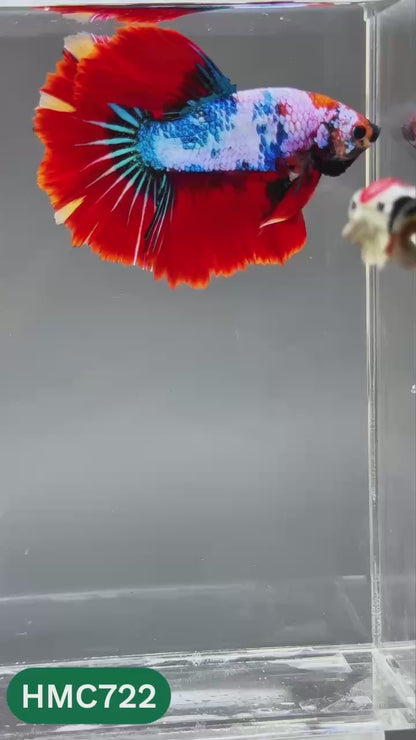 Multicolor Halfmoon Male Betta Fish | High Grade | Order Directly From Farm |  You Pick Fish |