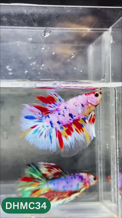 Multicolor Halfmoon Male Betta Fish | Order Directly From Farm | You Pick Fish