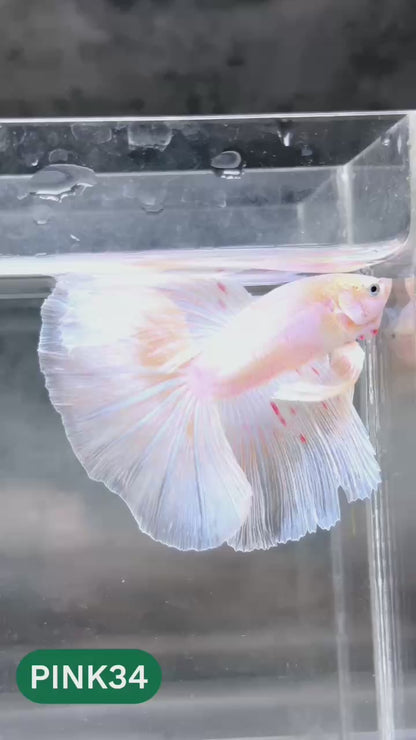 Pink Halfmoon Male Betta Fish | You Pick Fish | Order Directly From Farm