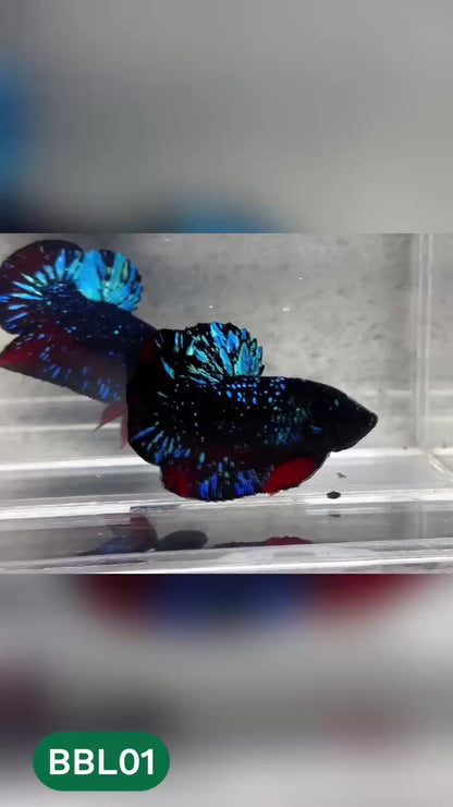 Black Star Nebula Plakat Betta | You Pick Betta | High Grade
