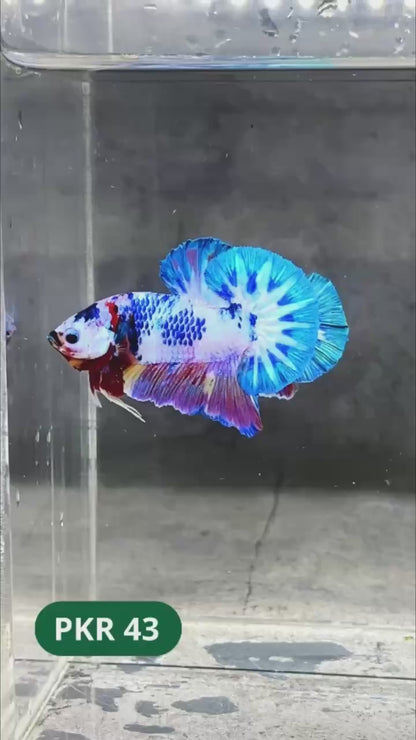 Multicolor Yellow Base Plakat Male Betta Fish | Order Directly From Farm |  You Pick Fish