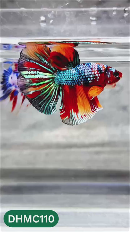 Multicolor Halfmoon Male Betta Fish | Order Directly From Farm | You Pick Fish