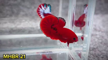 Hellboy Plakat Male Betta Fish | Order Directly From Farm | You Pick Fish