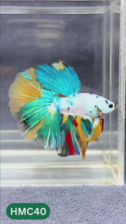 Multicolor Halfmoon Male Betta Fish | Order Directly From Farm | You Pick Fish