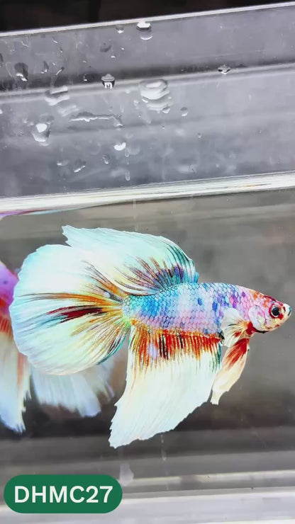 Multicolor Halfmoon Male Betta Fish | High Grade | Order Directly From Farm |  You Pick Fish |
