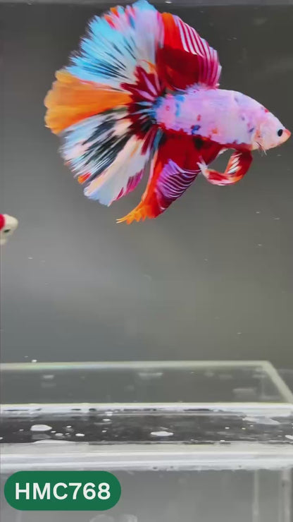 Nemo Halfmoon Male Betta Fish | Order Directly From Farm | You Pick Fish