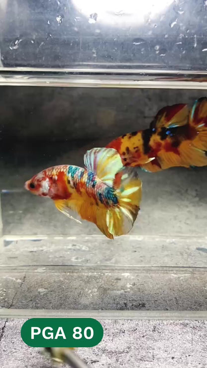 King Giant Plakat Male Betta Fish | You Pick Fish | High Grade