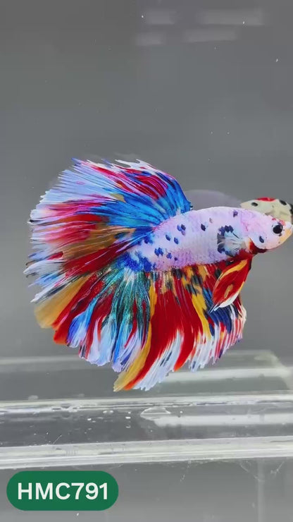 Nemo Halfmoon Male Betta Fish | Order Directly From Farm | You Pick Fish