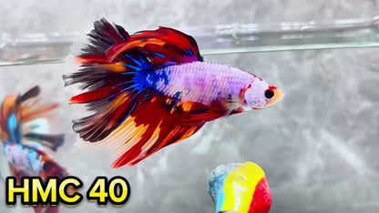 Multicolor Halfmoon Male Betta Fish | High Grade | Order Directly From Farm|  You Pick Fish |