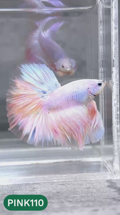 Pink Halfmoon Male Betta Fish | You Pick Fish | Order Directly From Farm