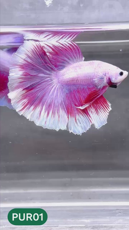 Purple Halfmoon Male Betta Fish | You Pick Fish | Order Directly From Farm