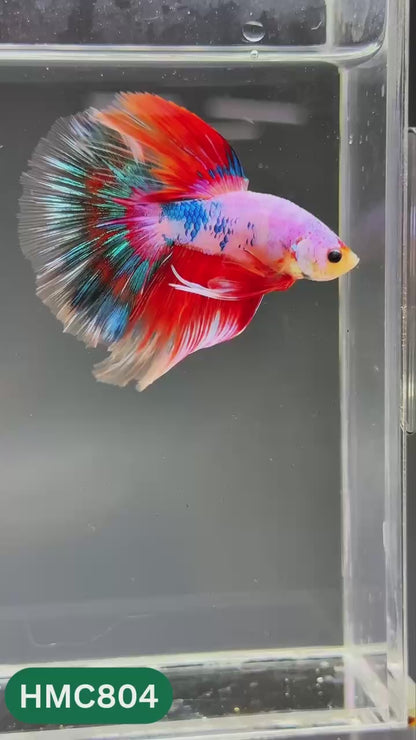 Nemo Halfmoon Male Betta Fish | Order Directly From Farm | You Pick Fish