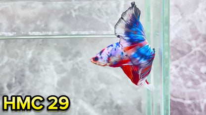 Multicolor Halfmoon Male Betta Fish | High Grade | Order Directly From Farm|  You Pick Fish |