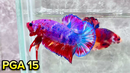 King Giant Plakat Male Betta Fish | You Pick Fish | High Grade