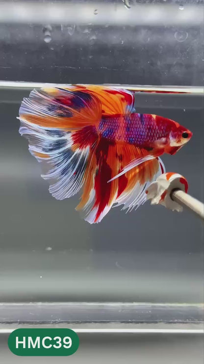 Multicolor Halfmoon Male Betta Fish | High Grade | Order Directly From Farm |  You Pick Fish |