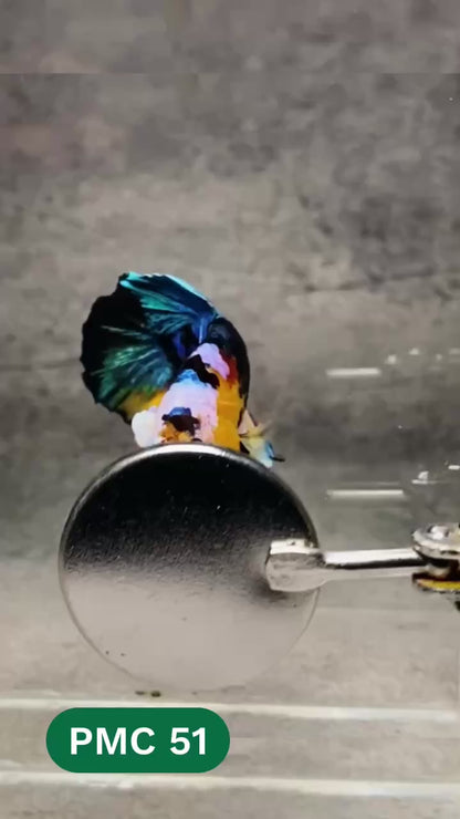 Multicolor Plakat Male Betta Fish |Show Grade|  You Pick Fish