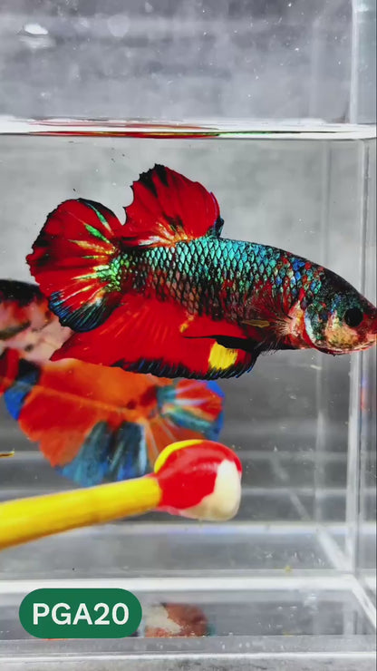 King Giant Plakat Male Betta Fish | You Pick Fish | High Grade