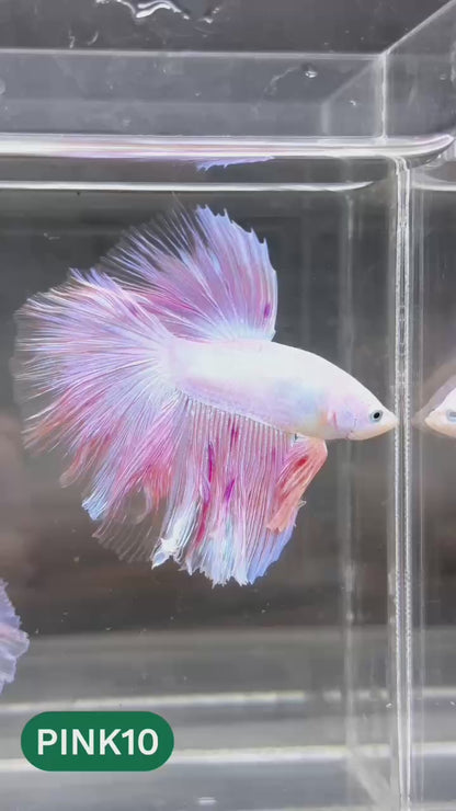 Pink Halfmoon Male Betta Fish | You Pick Fish | Order Directly From Farm