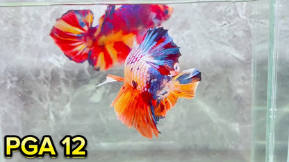 King Giant Plakat Male Betta Fish | You Pick Fish | High Grade