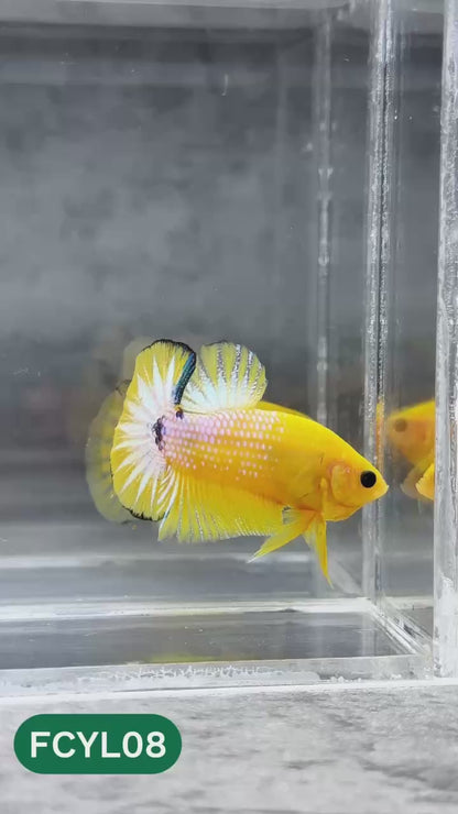 Yellow Fancy Male Betta Fish | Order Directly From Farm | You Pick Fish