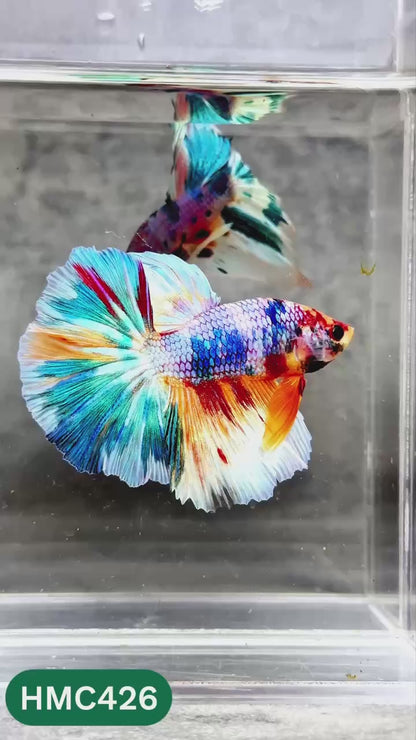 Multicolor Halfmoon Male Betta Fish | Order Directly From Farm | You Pick Fish