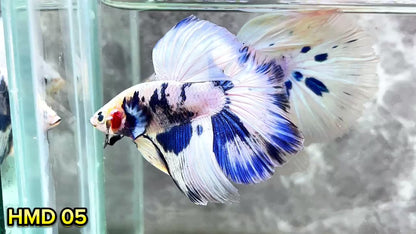 Blue Marble Dot Halfmoon Male Betta Fish | Order Directly From Farm | You Pick Fish