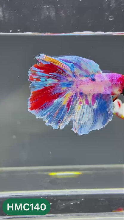 Multicolor Halfmoon Male Betta Fish | Order Directly From Farm | You Pick Fish
