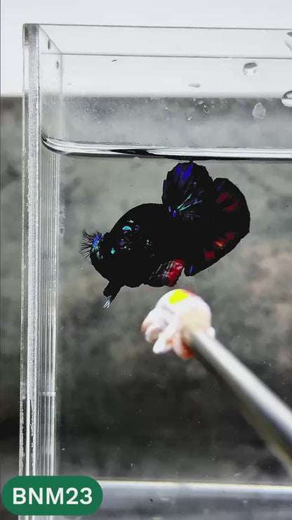 Dark Flame Hellfire Plakat Male Betta Fish | You Pick Fish | Rare Betta