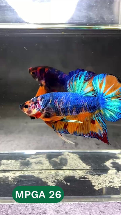 King Giant Plakat Male Betta Fish | You Pick Fish | High Grade