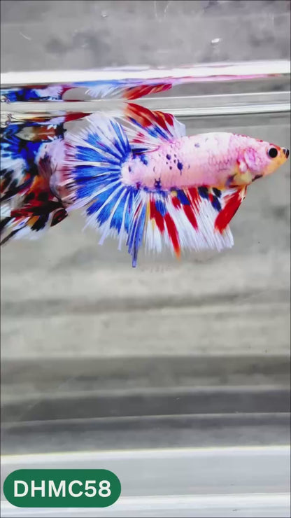 Multicolor Halfmoon Male Betta Fish | Order Directly From Farm | You Pick Fish